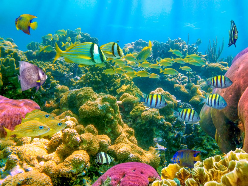 Snorkel Expedition