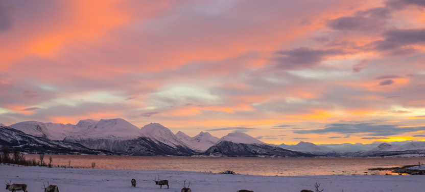 Tromsø: Winter Fjord Road Trip