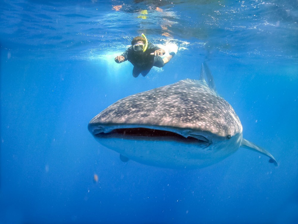 Whale Shark Adventure Tulum Project Expedition