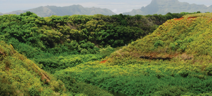 Kaua'i Waimea Canyon, Wailua River & Fern Grotto Tour