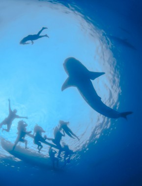 Whale Shark Snorkeling Adventure from Cancun & Riviera Maya