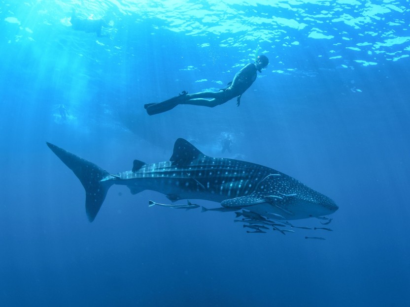 Whale Shark Snorkeling Adventure from Cancun & Riviera Maya