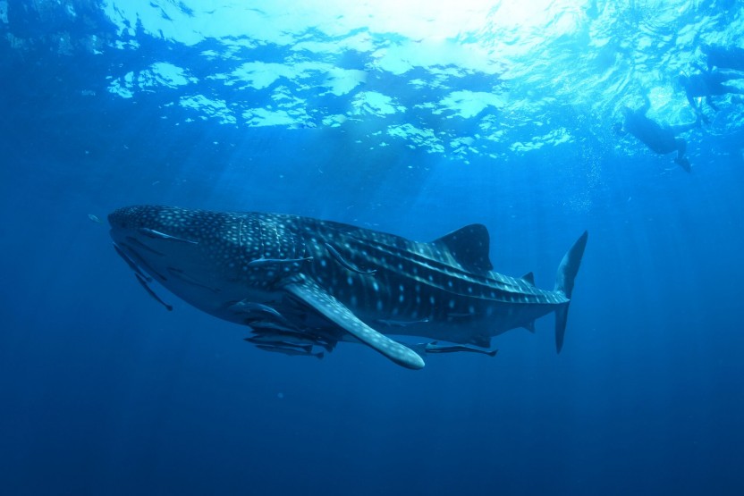Whale Shark Snorkeling Adventure from Cancun & Riviera Maya