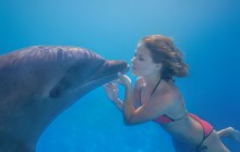 Dolphin Signature Swim