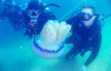 Discover Scuba Diving Los Cabos