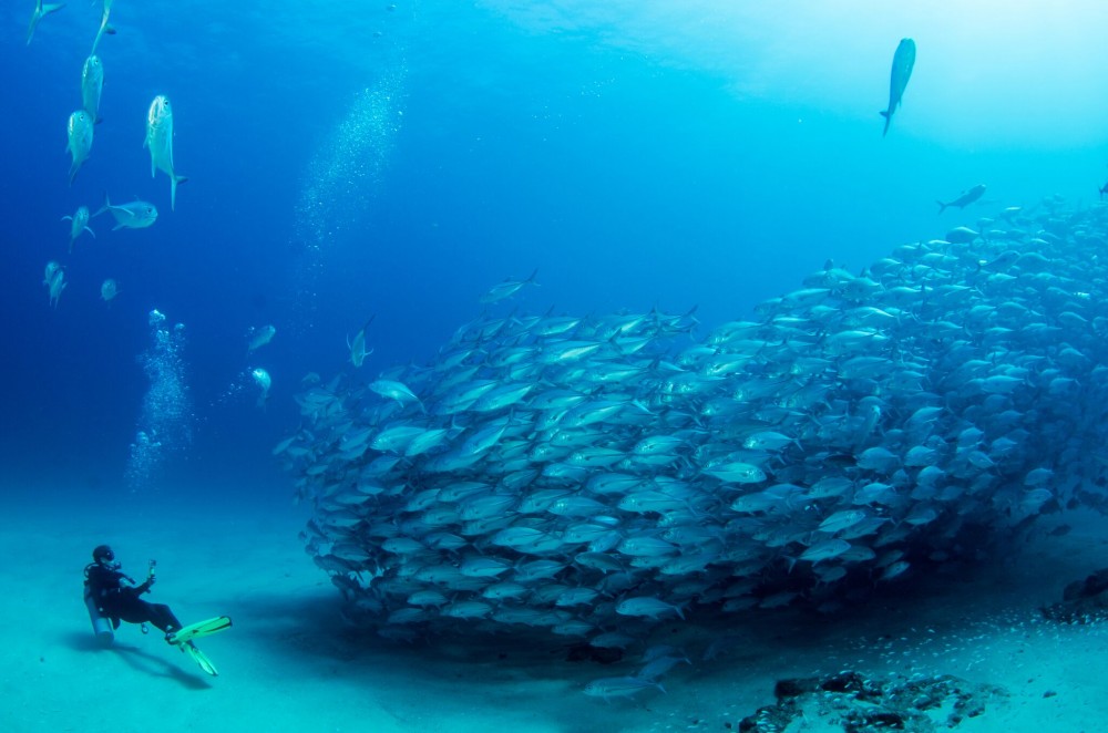 Discover Scuba Diving Los Cabos