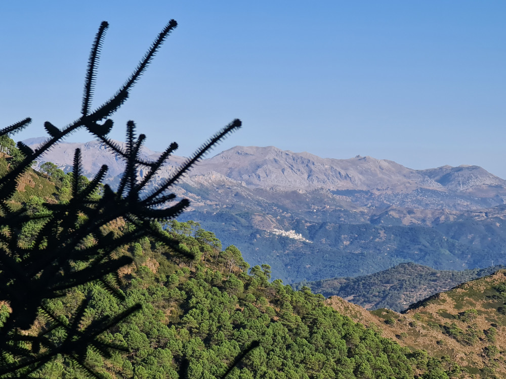 Hiking Trip to Discover Bosque De Pinsapos