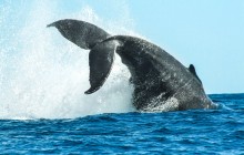 Whale Watching Photo Safari Tour In Los Cabos
