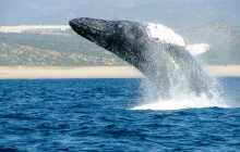 Whale Watching Photo Safari Tour In Los Cabos