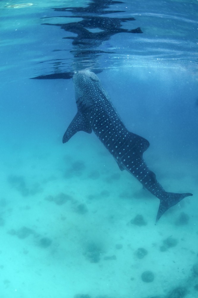 La Paz Whale Shark Snorkeling Tour And Lunch From Los Cabos Cabo San