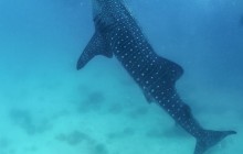 La Paz Whale Shark Snorkeling Tour And Lunch From Los Cabos