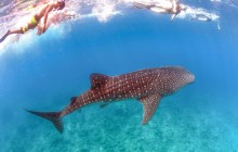 La Paz Whale Shark Snorkeling Tour And Lunch From Los Cabos