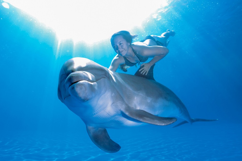 Удовольствие с дельфином. Плавать на дельфине. Купание с дельфинами. Человек на дельфине. Человек и Дельфин под водой.