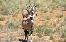 4 Day Kalahari Safari: Kgalagadi Transfrontier Park