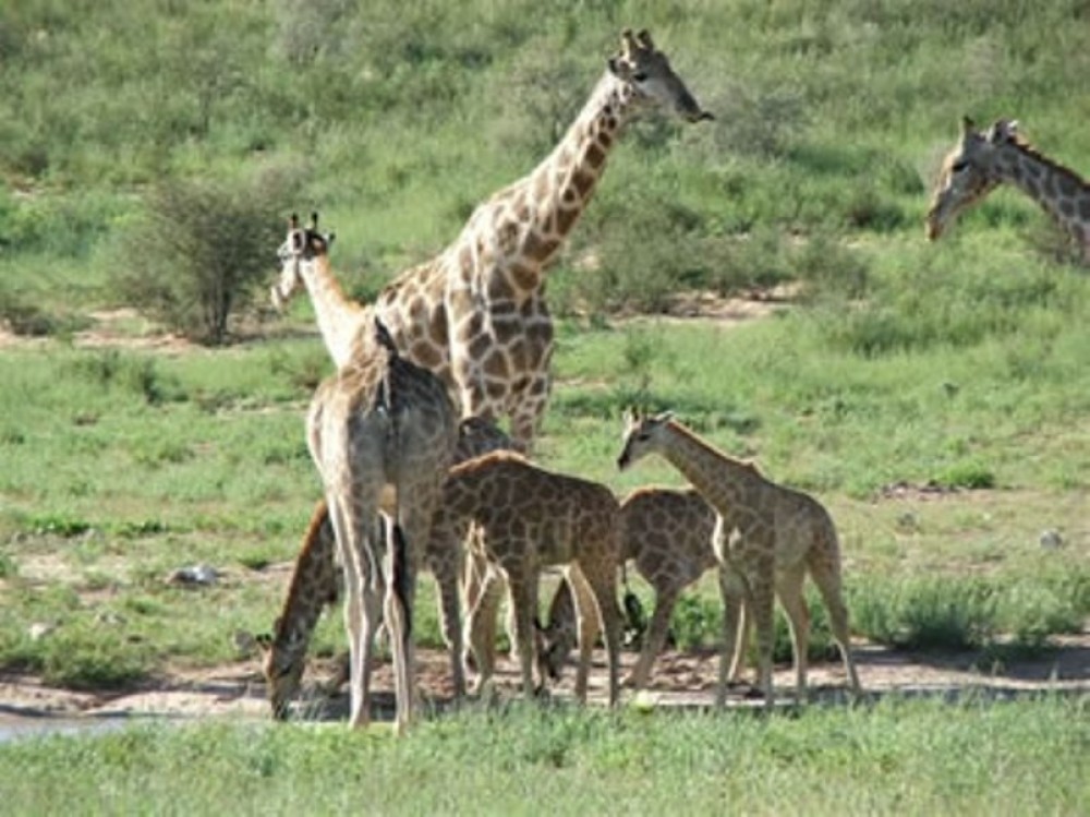 6 Day Kgalagadi Transfrontier Park tour