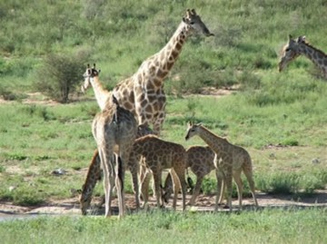 A picture of 6 Day Chalet Safari: Kgalagadi Transfrontier Park