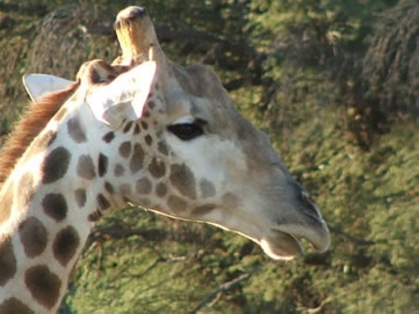 Kgalagadi Transfrontier Park 4 Days Tour
