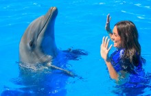 Dolphin Trainer For A Day