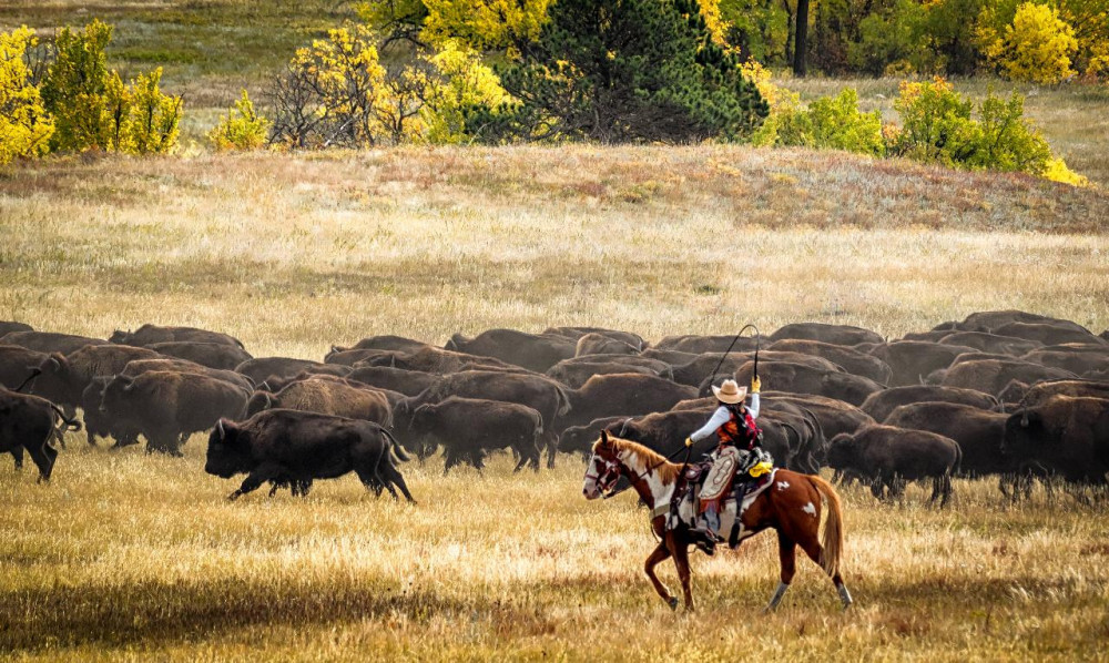 Buffalo Roundup And Arts Festival Keystone Project Expedition