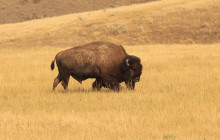 3 Days - The Black Hills and Badlands Private Tour