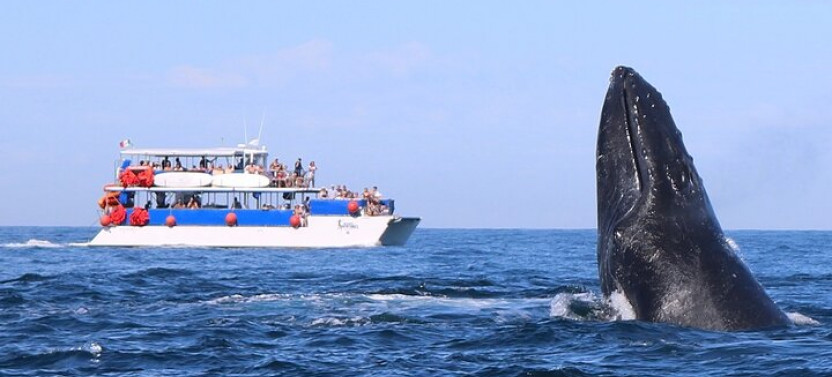 Whale Watching Catamaran Adventure
