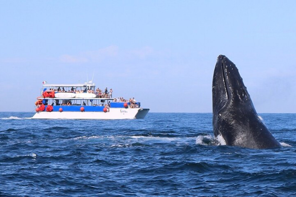 Whale Watching Catamaran Adventure