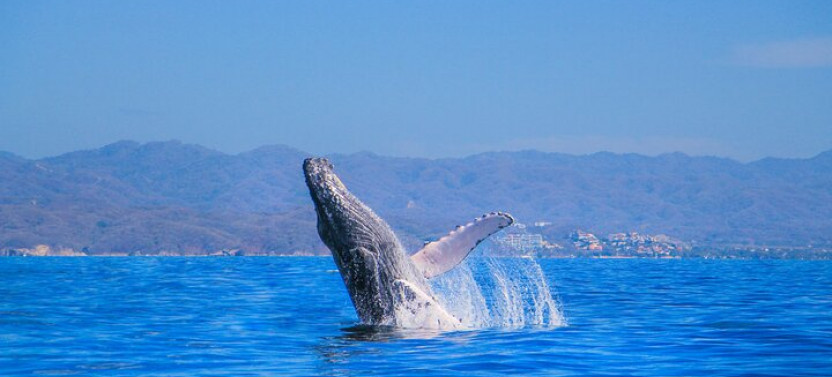Whale Watching Catamaran Adventure