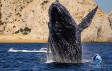Humpback Whale Watching