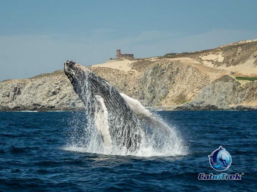 Humpback Whale Watching