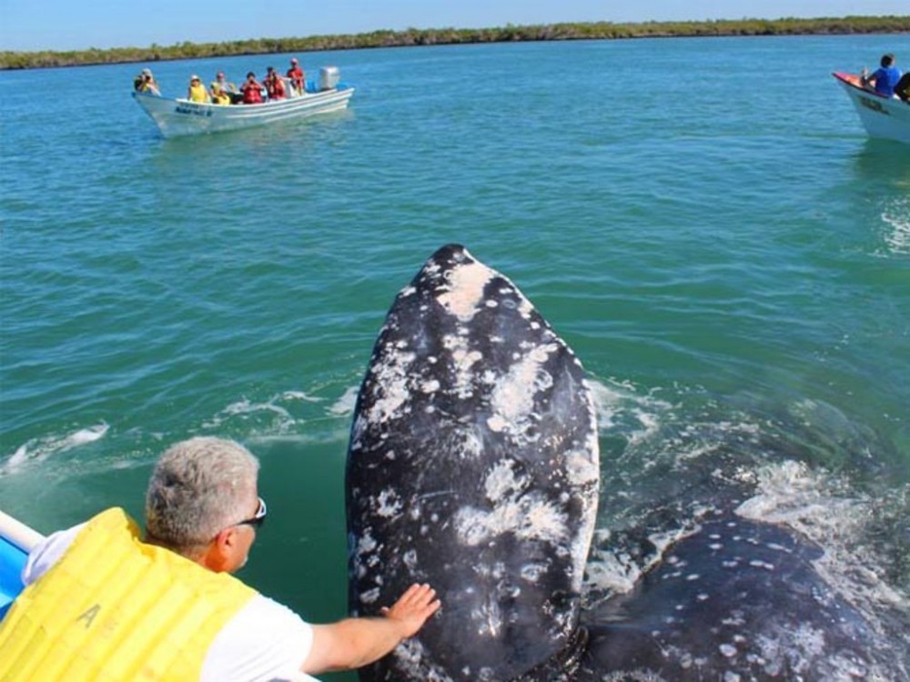 2 Day Gray Whale Watching Experience In Magdalena Bay Cabo San Lucas Project Expedition 5832