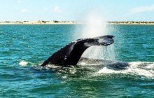 2 Day - Gray Whale Watching Experience in Magdalena Bay