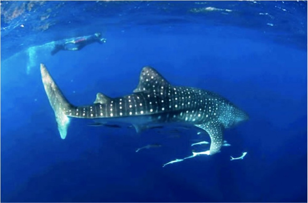 Whale Shark Snorkeling Excursion to La Paz Cabo San Lucas Project