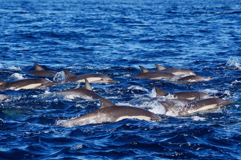 Private Snorkeling Tour in Cabos San Lucas