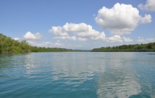 Damas Island mangrove’s boat tour