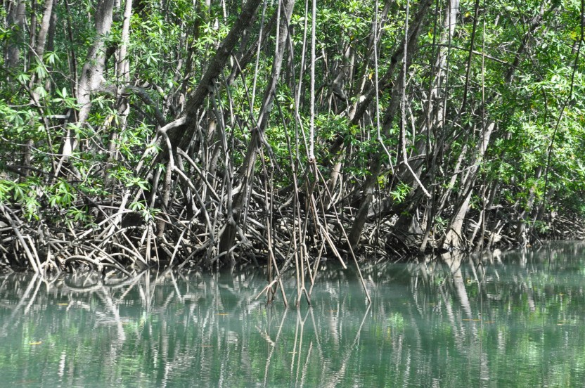 Damas Island mangrove’s boat tour
