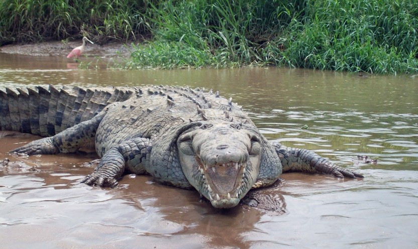 Carara National Park Tour (from Jaco)
