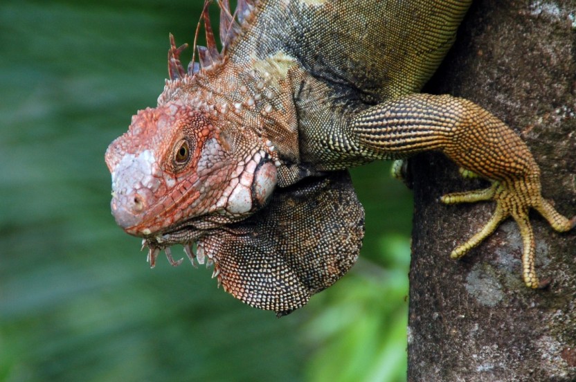 Carara National Park Tour (from Jaco)