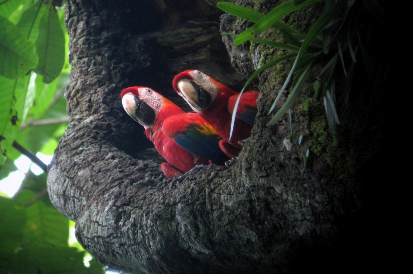 Carara National Park Tour (from Jaco)