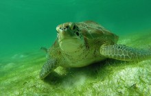 Turtle Watching & Cenote Adventure