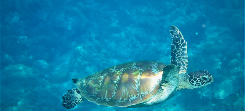 Private Scuba Dive Charter In Bonaire With Captain