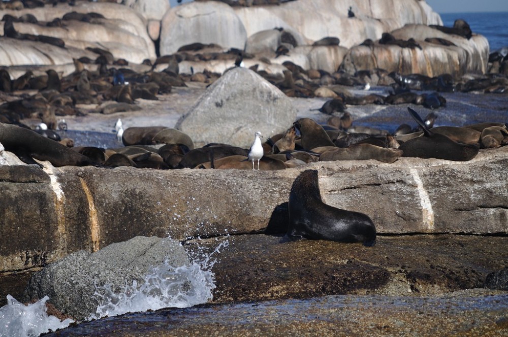 Seal Island Sights & Attractions Project Expedition