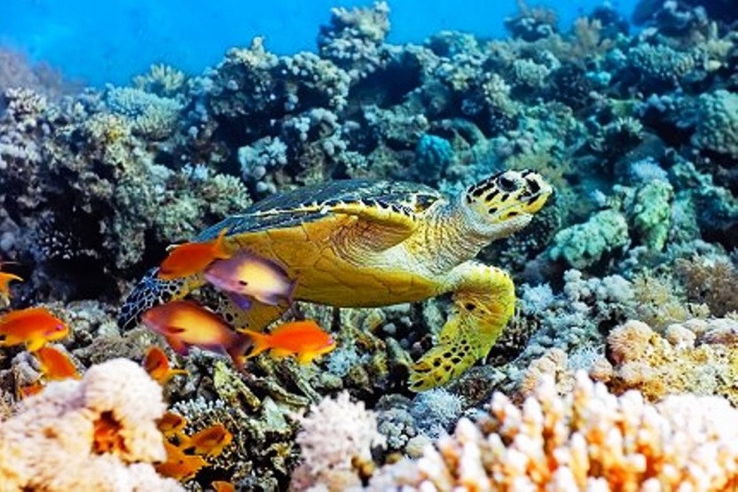Grand Turk – Exclusive Supreme Snorkeling Tour