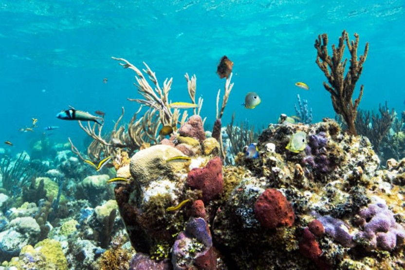 Grand Turk Ultimate Snorkeling Tour