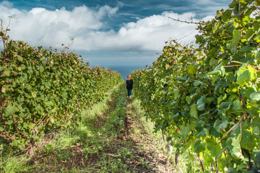 Full Day Madeira Wine Tour - Vineyards And Cellars