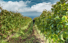 Wine Tours Madeira1