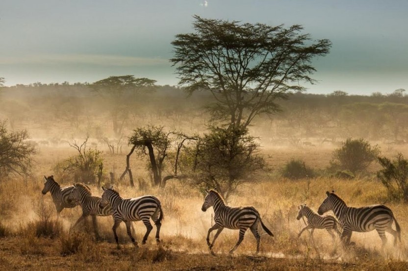 Serengeti, Ngorongoro Crater & Zanzibar Execution