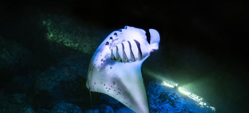 Honokohau Manta Ray Night Snorkel