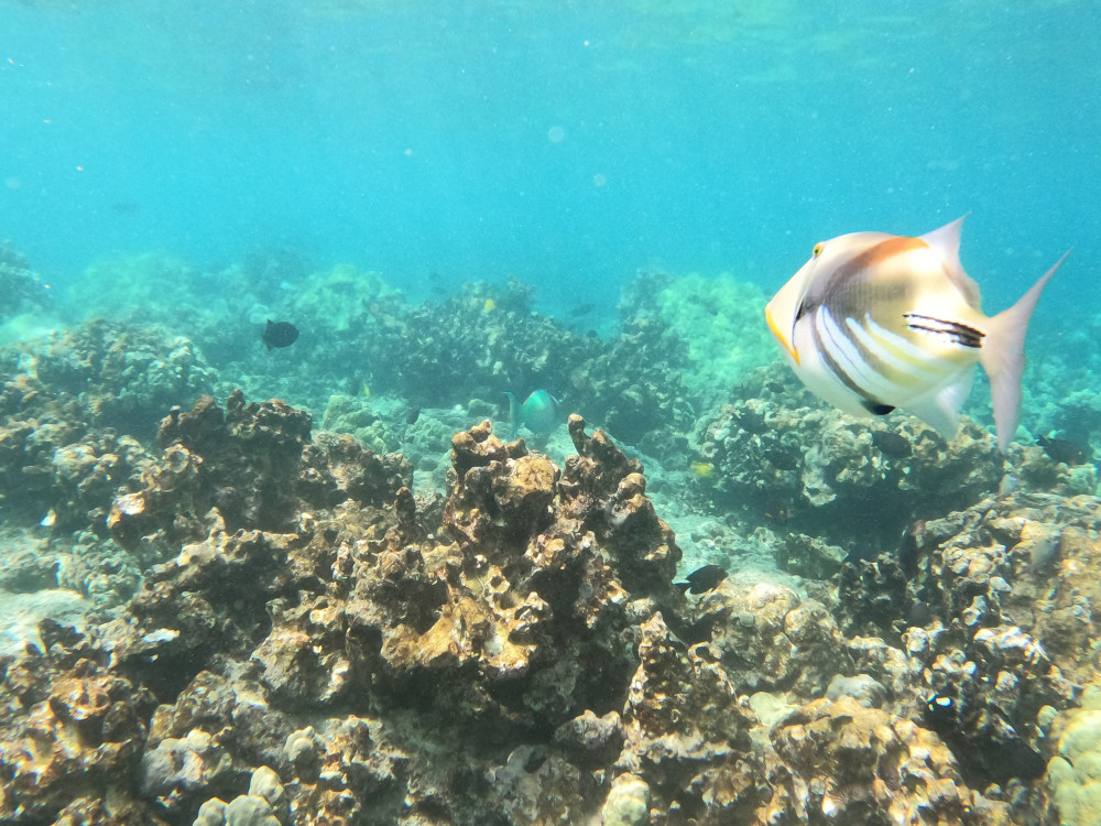 4 Hour Kealakekua Bay Snorkel Sail