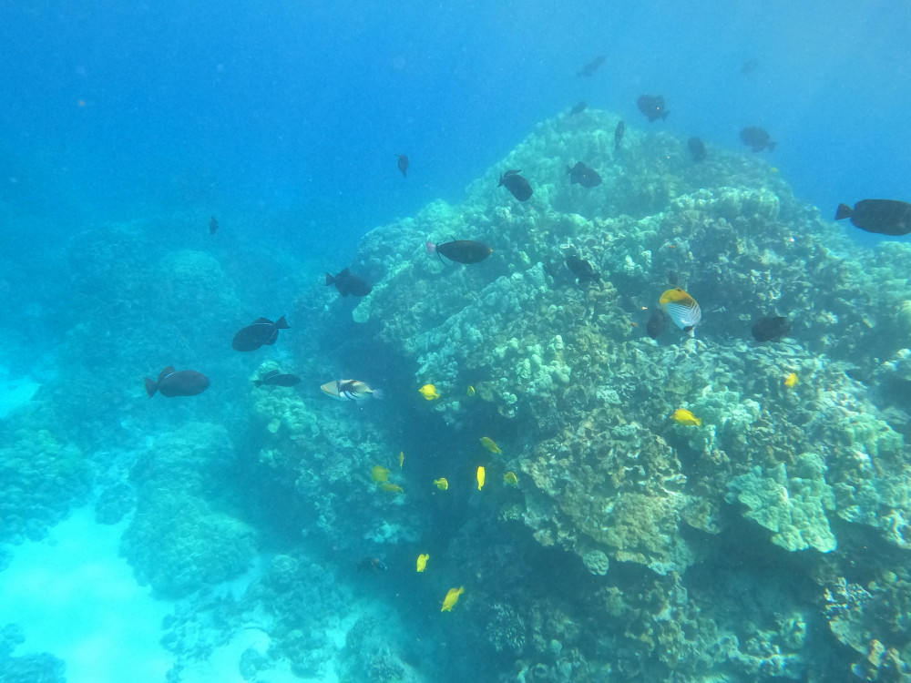 Snorkel Big Island Project Expedition