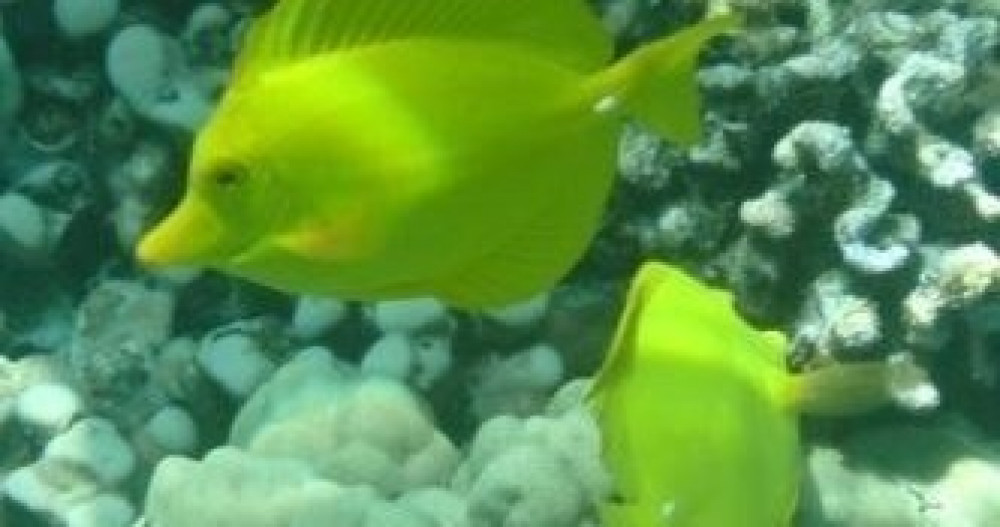 Snorkel Big Island Project Expedition